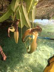 Nepenthes mirabilis