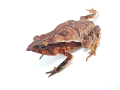 Rhinella macrorhina