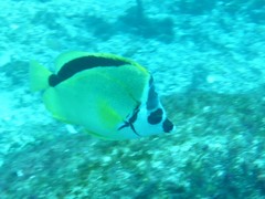 Johnrandallia nigrirostris