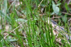 Carex praecox