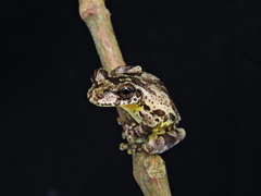 Scinax caprarius