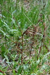 Rumex acetosella