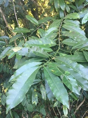 Aspidosperma megalocarpon