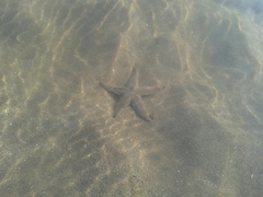 Astropecten armatus