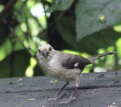 Atlapetes pallidiceps