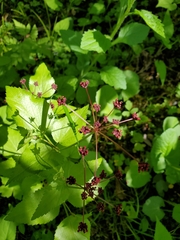 Thaspium trifoliatum trifoliatum