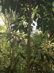 Aspidosperma megalocarpon