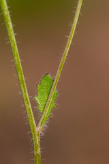 Arabidopsis suecica