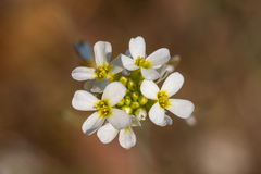 Arabidopsis suecica