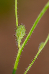 Arabidopsis suecica