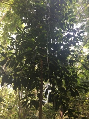 Aspidosperma megalocarpon