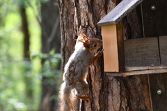 Sciurus vulgaris