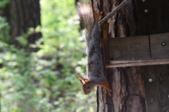Sciurus vulgaris