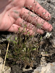 Sabulina dawsonensis