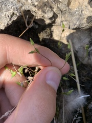 Sabulina dawsonensis