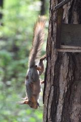 Sciurus vulgaris