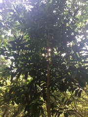 Aspidosperma megalocarpon