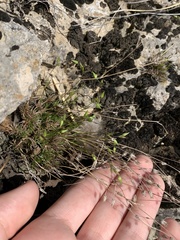 Sabulina dawsonensis