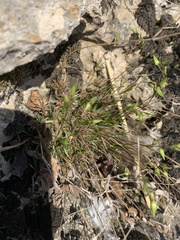 Sabulina dawsonensis