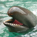 Toothed Whales - Photo (c) cotaro70s, some rights reserved (CC BY-ND)