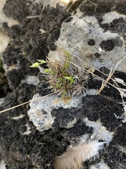 Sabulina dawsonensis