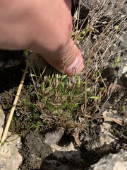 Sabulina dawsonensis