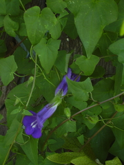Maurandya barclayana
