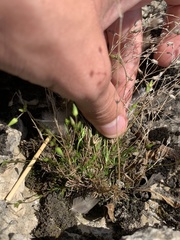 Sabulina dawsonensis