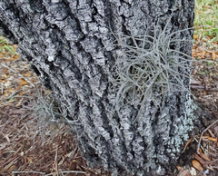 Tillandsia recurvata image