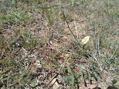 Astragalus pseudotataricus