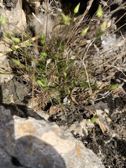 Sabulina dawsonensis