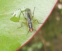 Norellia
