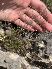 Sabulina dawsonensis