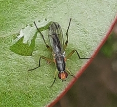 Norellia