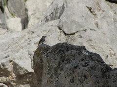 Muscicapa striata balearica