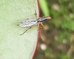 Norellia