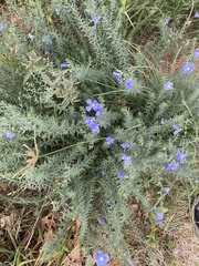 Linaceae