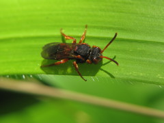 Nomada bifasciata
