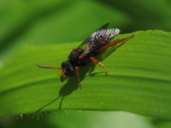 Nomada bifasciata