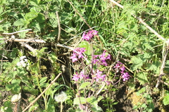 Lunaria annua
