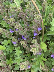 Glechoma hederacea