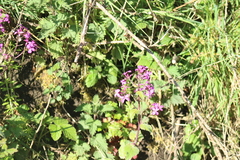 Lunaria annua