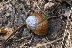 Helix pomatia