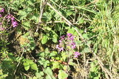 Lunaria annua