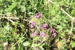Lunaria annua