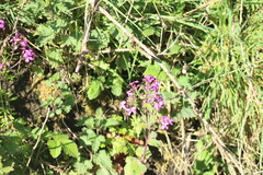 Lunaria annua