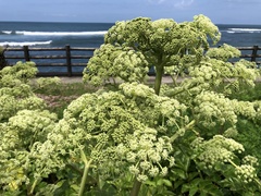 Angelica hirsutiflora
