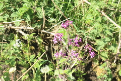 Lunaria annua
