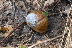 Helix pomatia