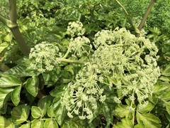 Angelica hirsutiflora